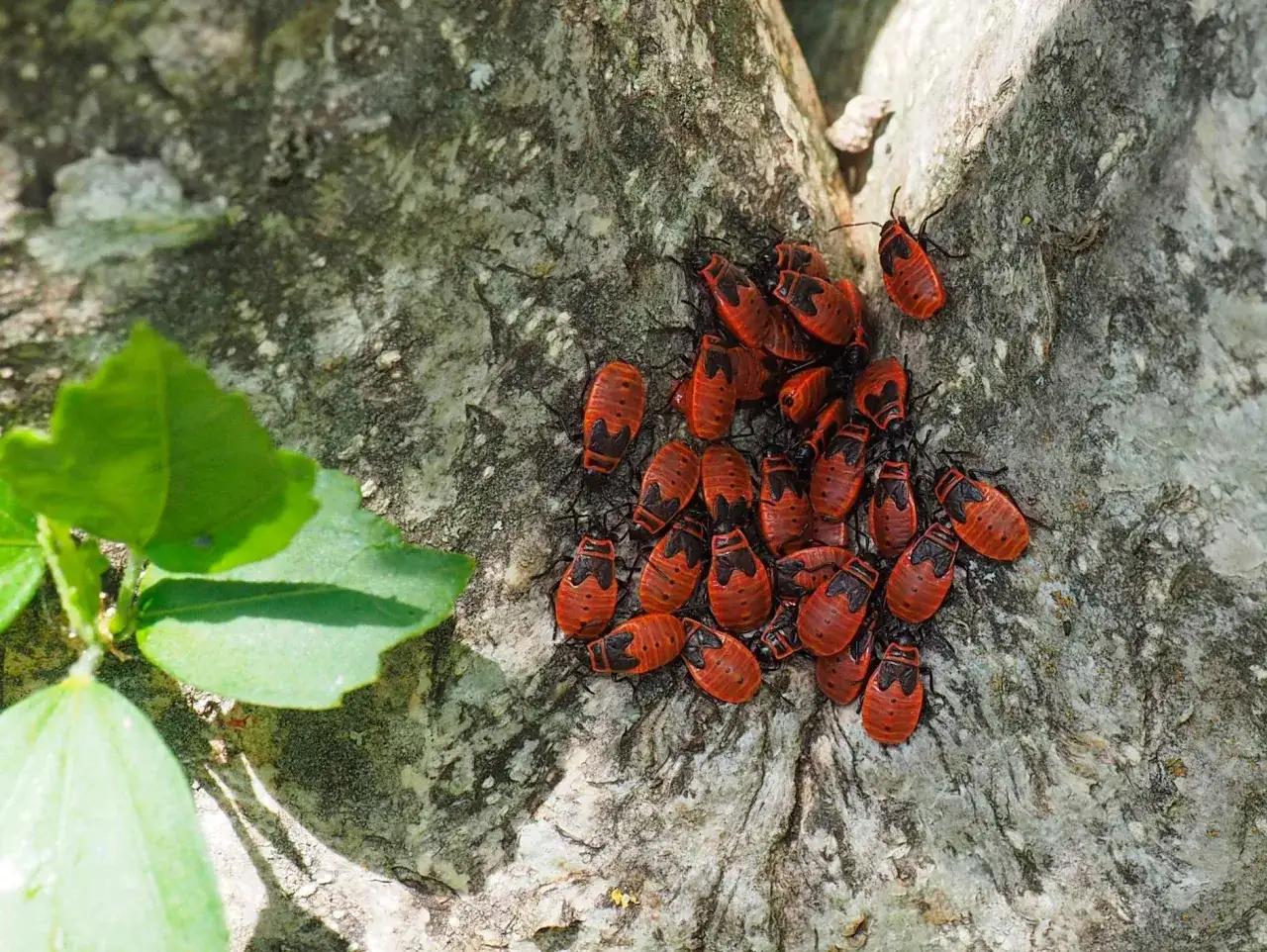 Un gruppo di insetti rossi e neri con antenne si aggrappa a un tronco d'albero.