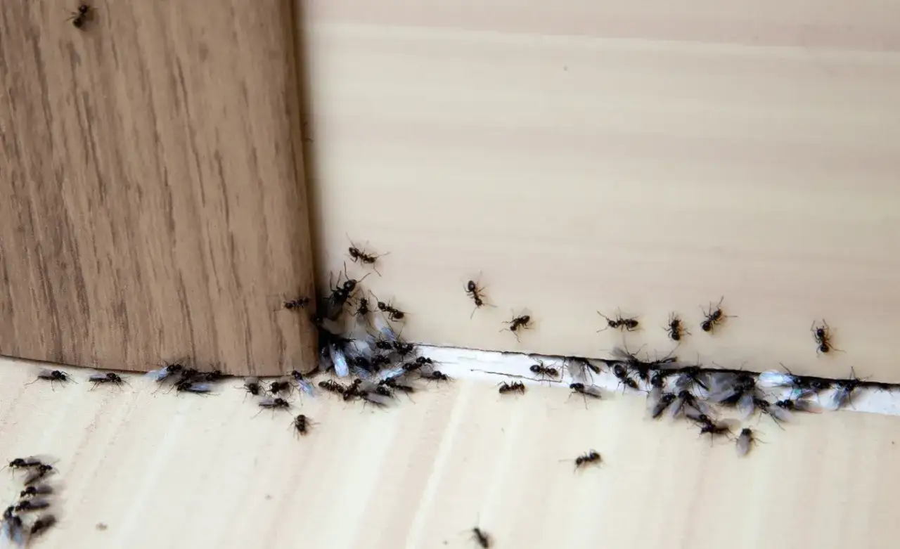 Rój mrówek zbliża się do krawędzi, być może szukając mąki kukurydzianej na mrówki.