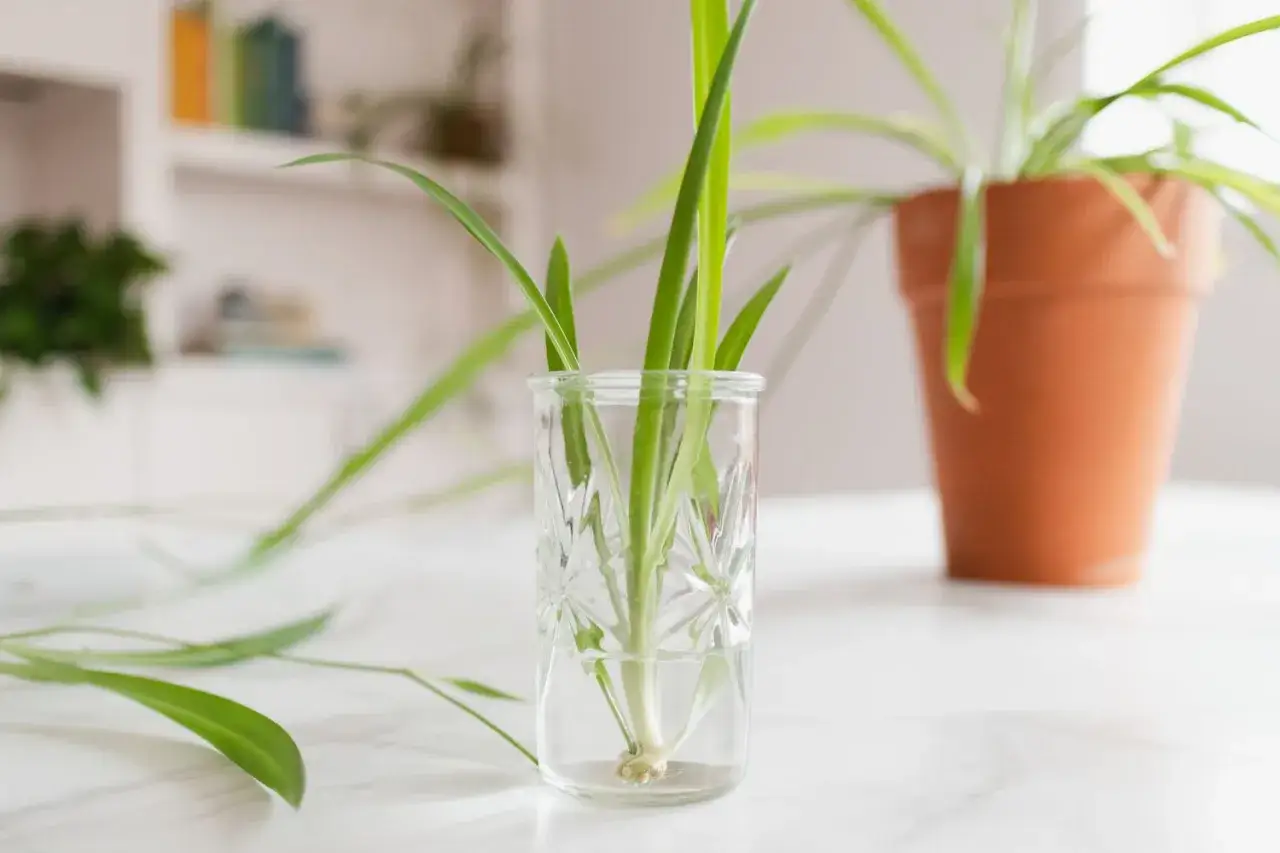 Un piccolo falangio pianta in un bicchiere d'acqua, pronto per mettere radici. Sullo sfondo, un falangio pi&ugrave; grande in vaso.