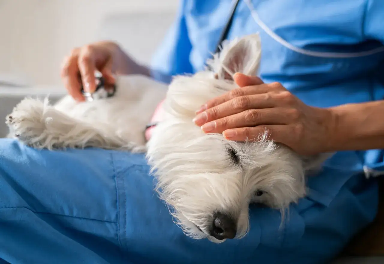 Veterinario examina a un perro blanco con un estetoscopio. Si mi perro tiene diarrea, ¿qué medicamento le doy?