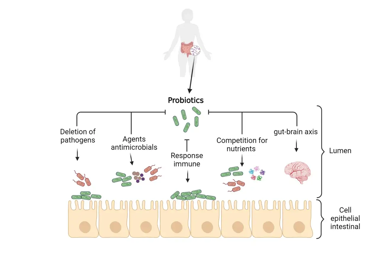 Diagram visar hur probiotika kan p&aring;verka tarmen genom att eliminera patogener, konkurrera om n&auml;rings&auml;mnen och p&aring;verka immunsystemet, samt kopplingen till hj&auml;rnan.