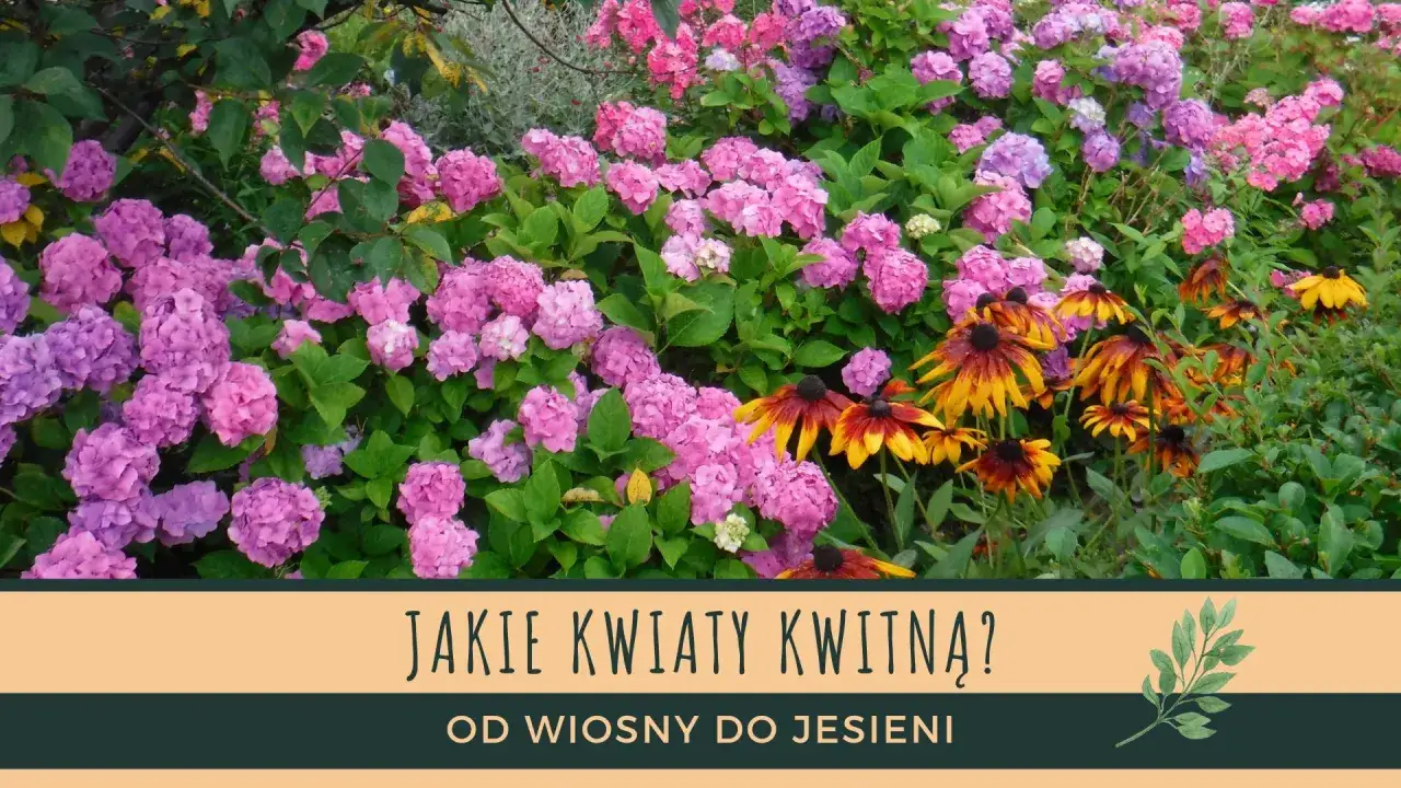 Kwiaty na rabaty długo kwitnące: różowe hortensje i żółto-brązowe rudbekie tworzą barwny dywan.