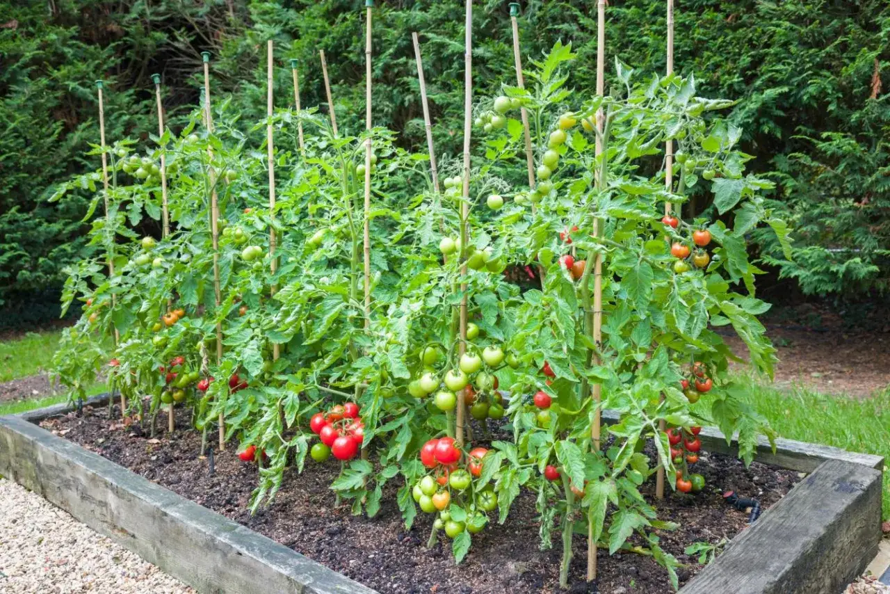 Reife Tomaten an gest&uuml;tzten Pflanzen im Hochbeet. Die Frage 
