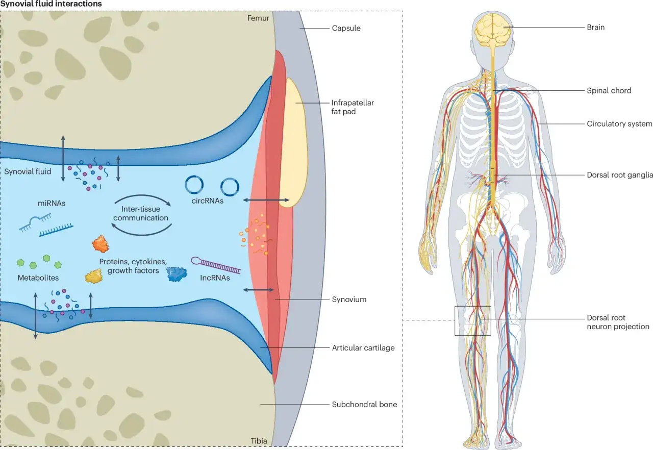 Interacciones del l&iacute;quido sinovial en la articulaci&oacute;n, mostrando miRNAs, circRNAs, lncRNAs, metabolitos y factores que comunican entre tejidos.