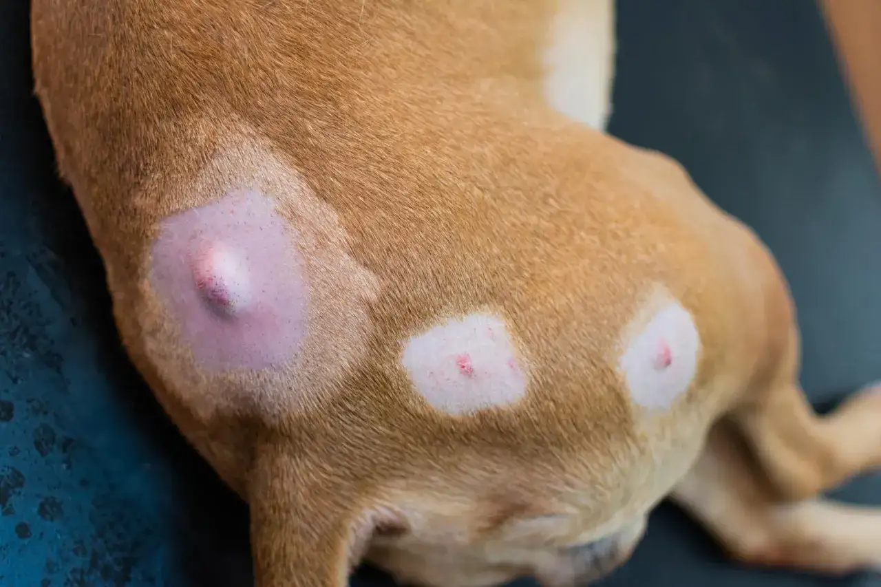 Primer plano de un perro con bultos en la piel, indicativos de posible cancer de piel en perros.