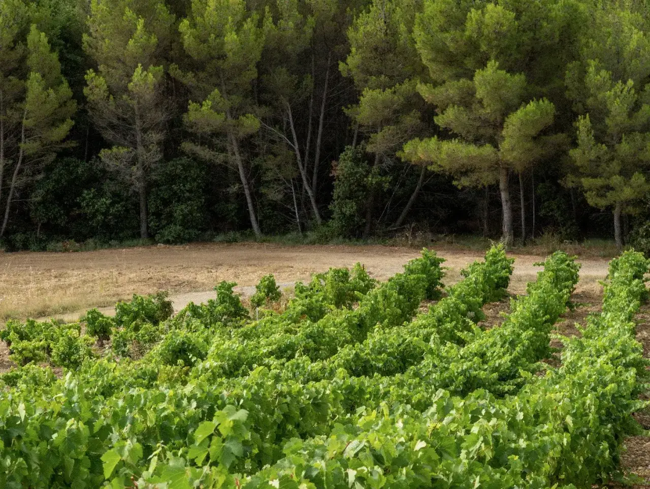 Vignes luxuriantes au domaine des Escaravailles, bordées par une forêt de pins majestueuse.