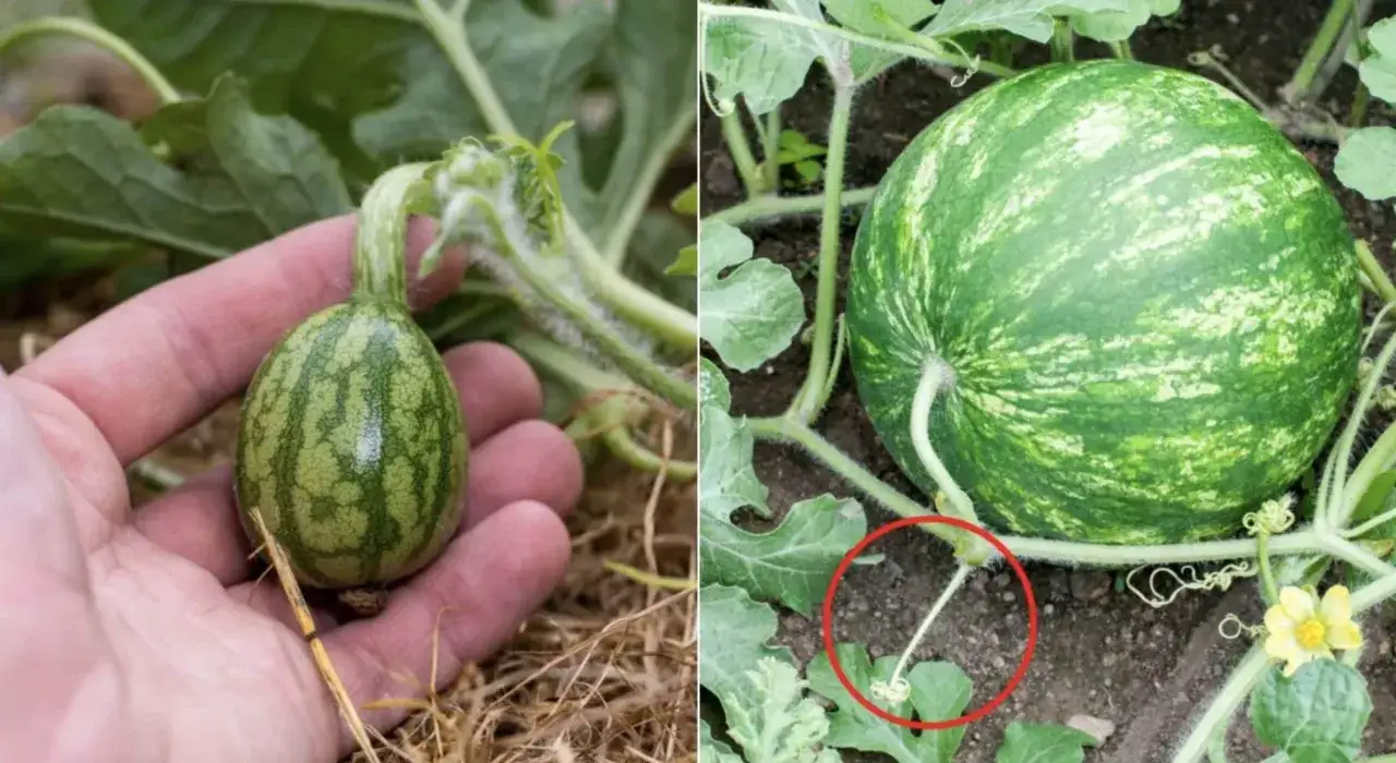 Piccole angurie in crescita, un segno che coltivare angurie dà grandi soddisfazioni.