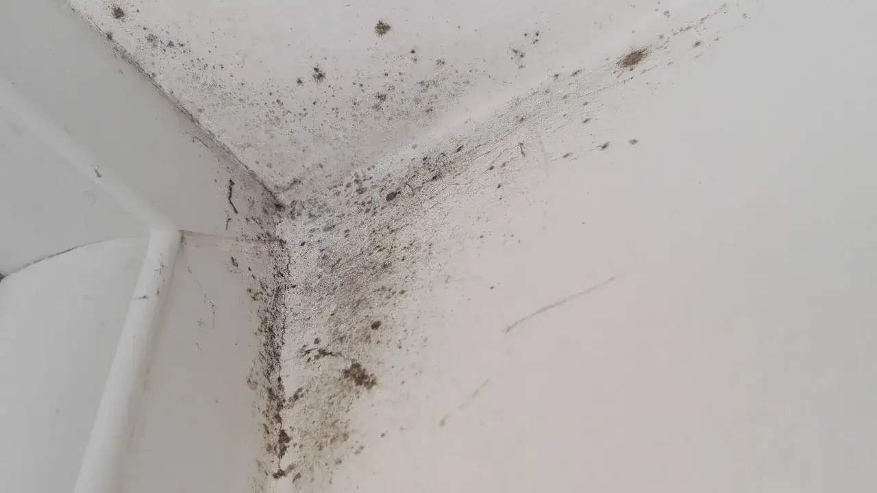 Coin de mur blanc envahi par la moisissure noire, signe d'un logement insalubre.