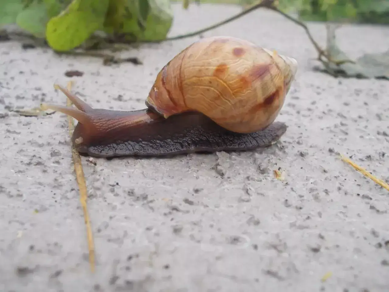 Dotacje na hodowlę ślimaków