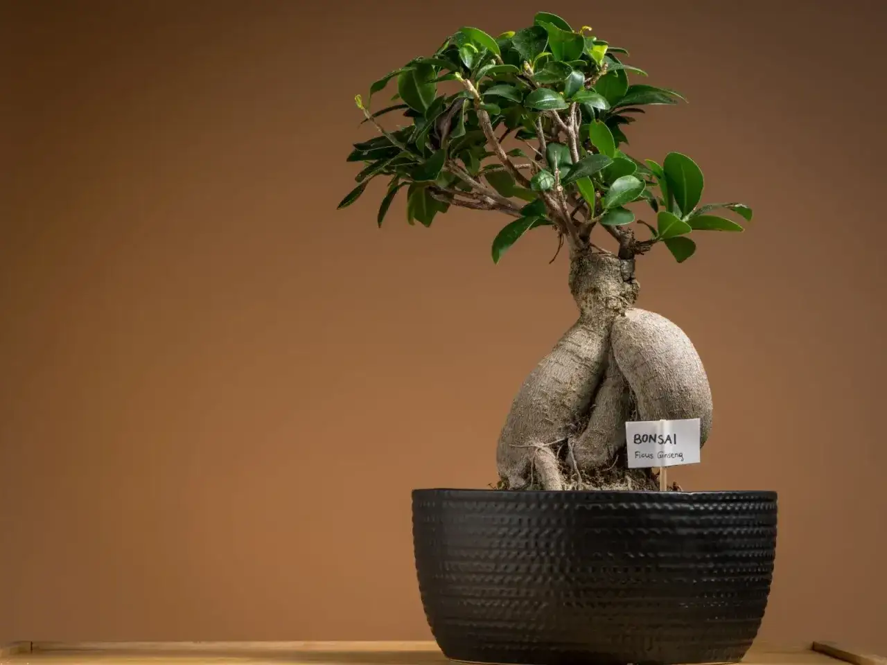 Benjamin kwiat, czyli Ficus Ginseng, w czarnej donicy. Ma grube, splecione korzenie i zielone liście.
