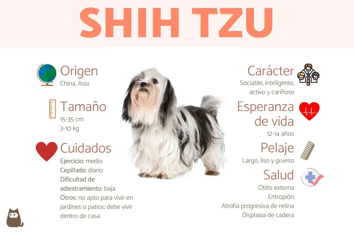 Un perro shih tzu de pelaje largo y blanco y negro, con informaci&oacute;n sobre su origen, tama&ntilde;o, cuidados, car&aacute;cter, esperanza de vida, pelaje y salud.