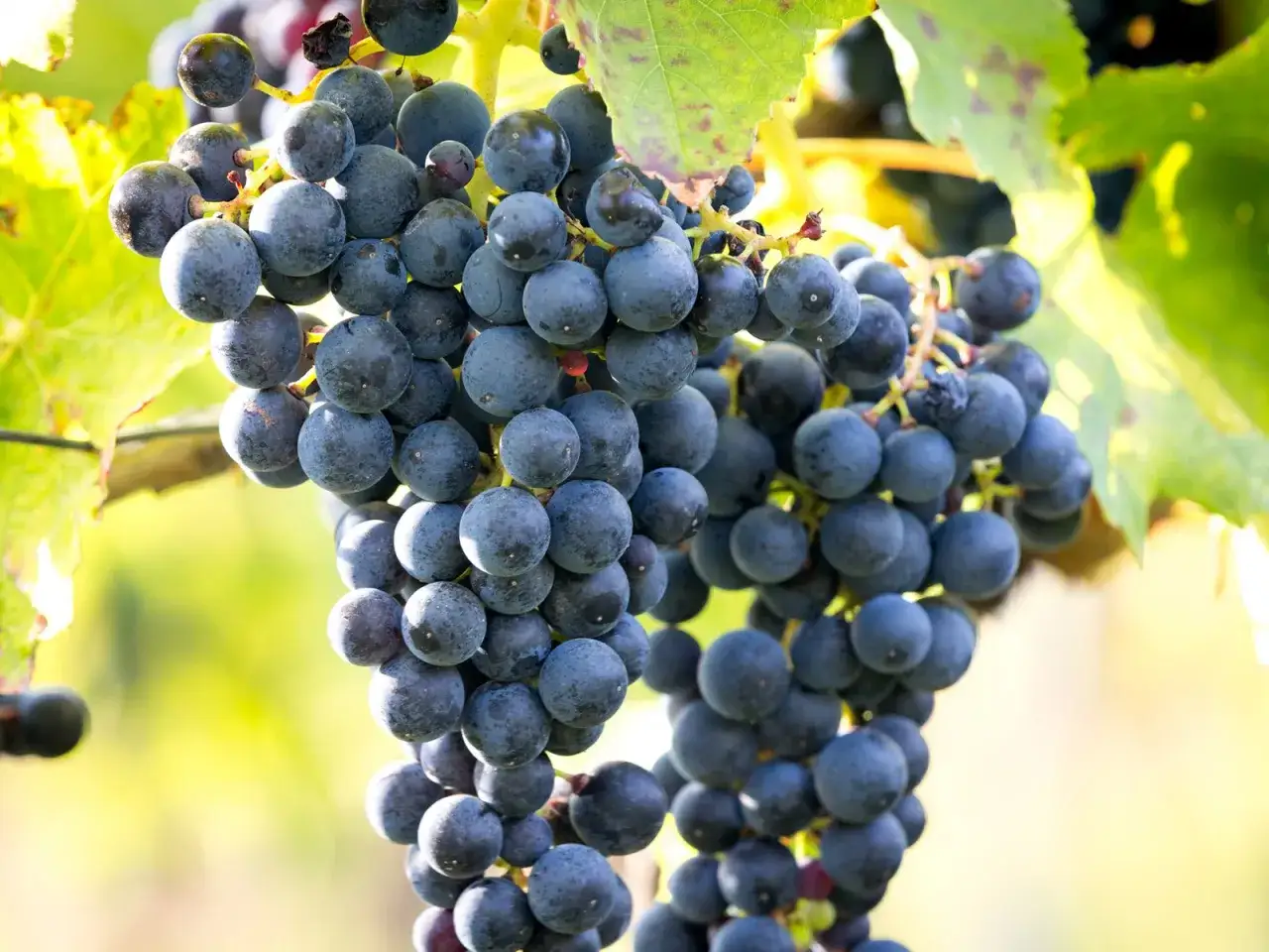 Reife, dunkle Trauben h&auml;ngen an der Rebe, bereit f&uuml;r die Kelterung eines k&ouml;stlichen Dornfelder Rotwein.