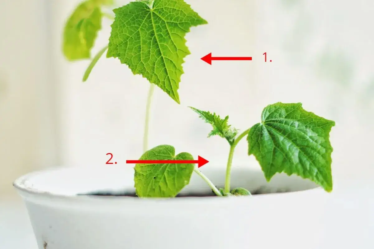 Tv&aring; sm&aring; plantor av cucumis sativus i en kruka. En pil pekar p&aring; ett blad (1), en annan pil pekar p&aring; en planta (2).