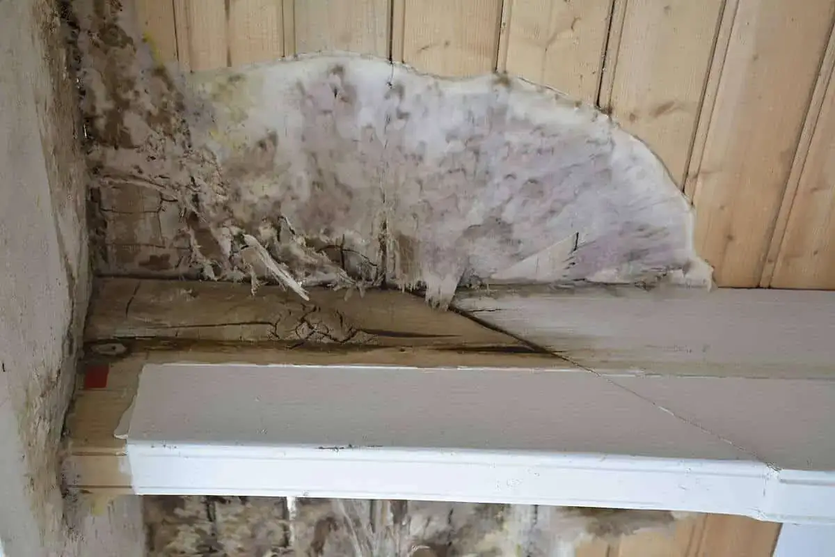 Gros plan sur une **mérule vice caché** envahissant une charpente en bois. La moisissure blanche et brune dégrade le bois, signe d'une humidité persistante.