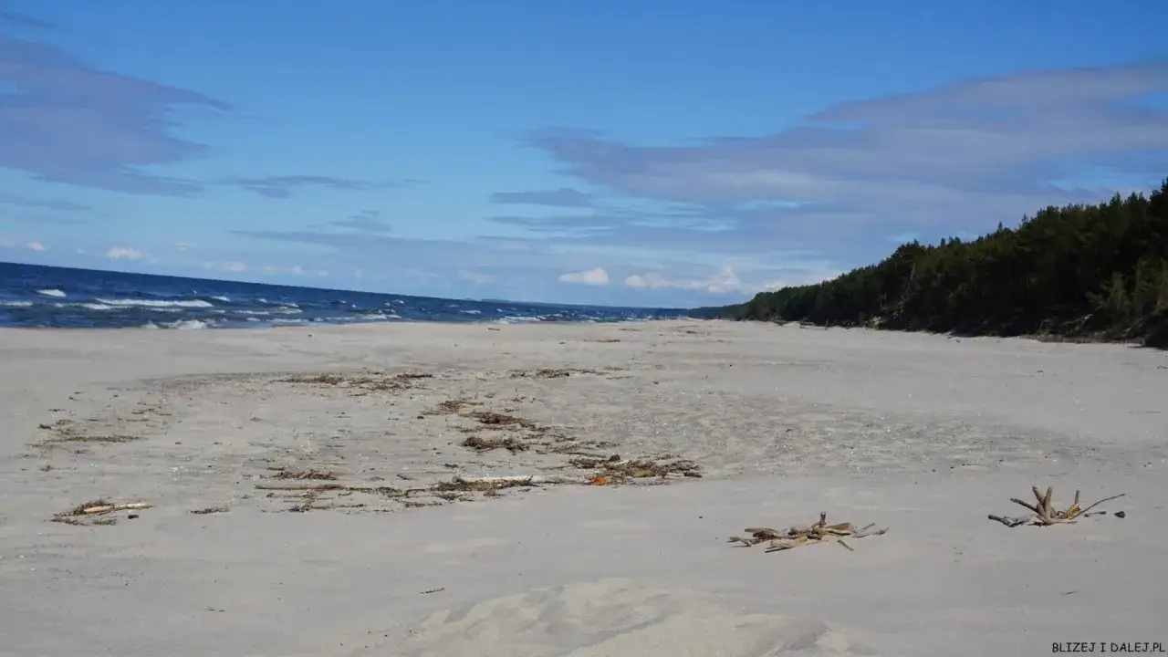 Szeroka, piaszczysta stegna plaża z widokiem na Bałtyk i sosnowy las. Na piasku leżą kawałki drewna.