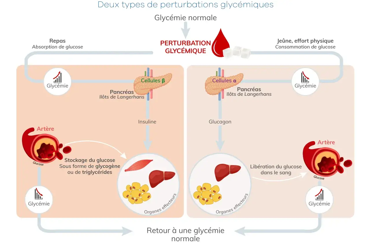 Schéma expliquant les perturbations glycémiques. Que faire en cas de taux de glycémie élevé ? Le corps régule le glucose via le pancréas, l'insuline et le glucagon.