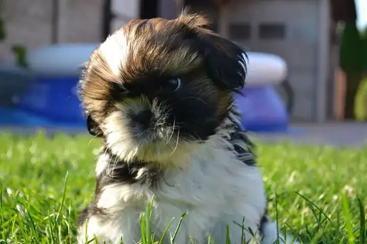 Suka shih tzu z małymi szczeniakami