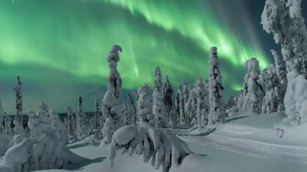 Finlandia zorza polarna nad ośnieżonym lasem. Zielone światła tańczą na nocnym niebie, otulając drzewa w magiczną poświatę.