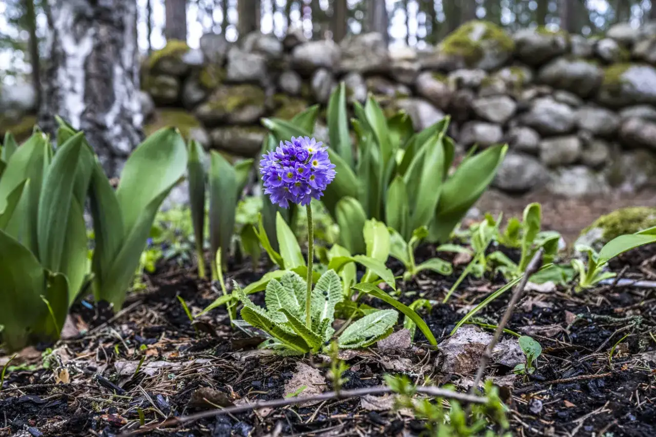 En lila aprilblomma reser sig ur jorden, omgiven av gr&ouml;na blad och en stenmur i bakgrunden.