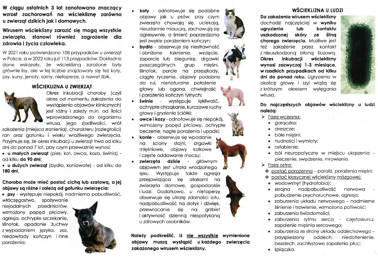 Wścieklizna u zwierząt i ludzi: objawy, drogi zakażenia i okres inkubacji. Wirus wścieklizny stanowi zagrożenie dla zdrowia.