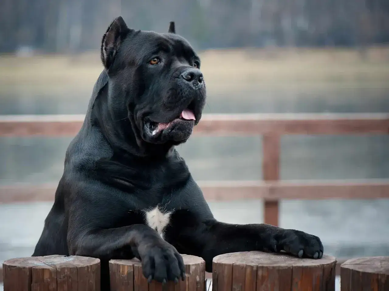 Potężny czarny cane corso, imponujący wzrostem, opiera się o drewniane słupki.