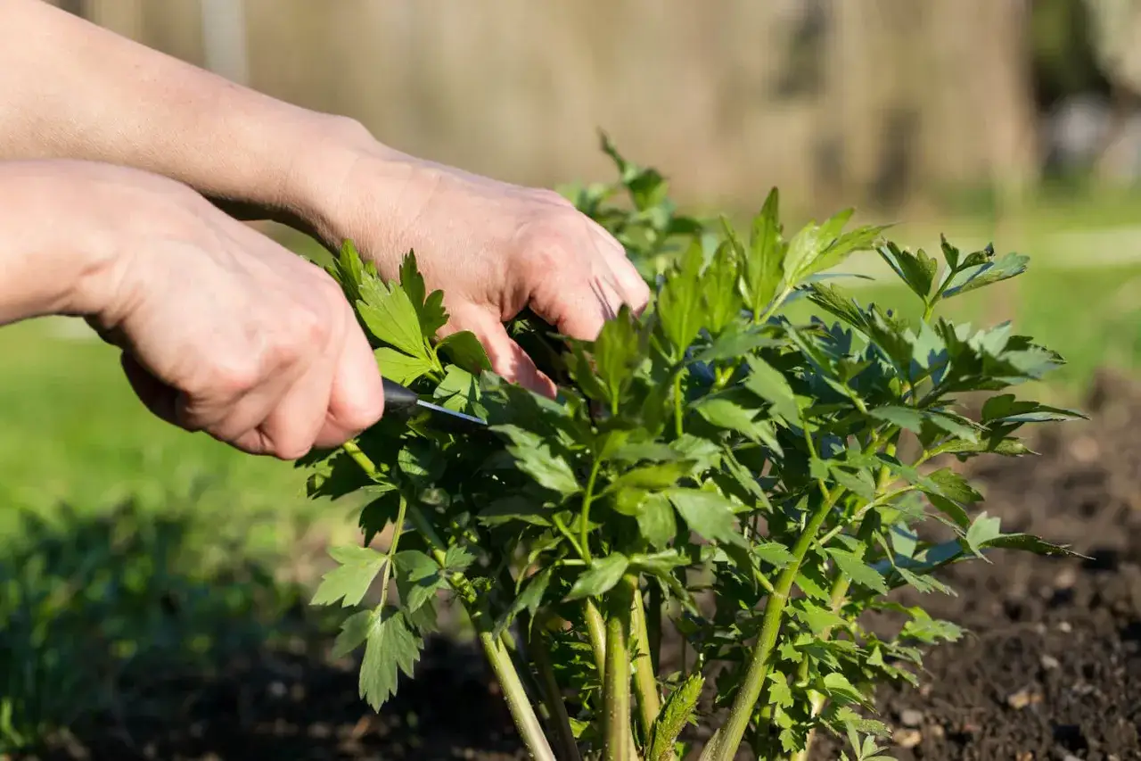H&auml;nde schneiden frisches Maggikraut im Garten. Die gr&uuml;nen Bl&auml;tter duften intensiv und sind bereit f&uuml;r die K&uuml;che.