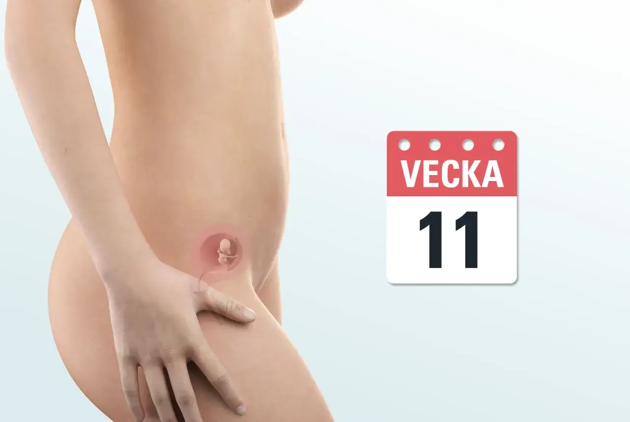 Gravid vecka 11. En illustration visar en gravid mage med en bebis i livmodern. En kalender visar 