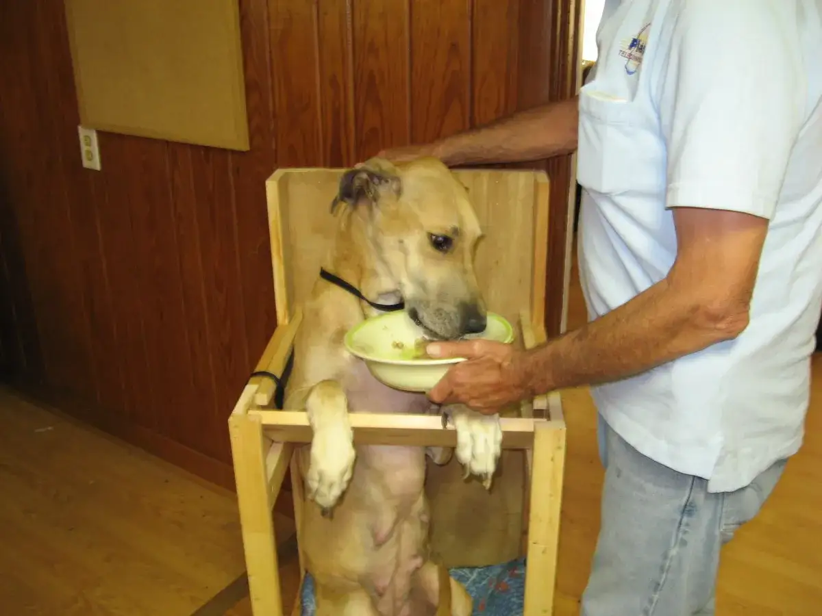 A dog with megaesophagus sits in a special chair, being fed by a person to help manage its condition.
