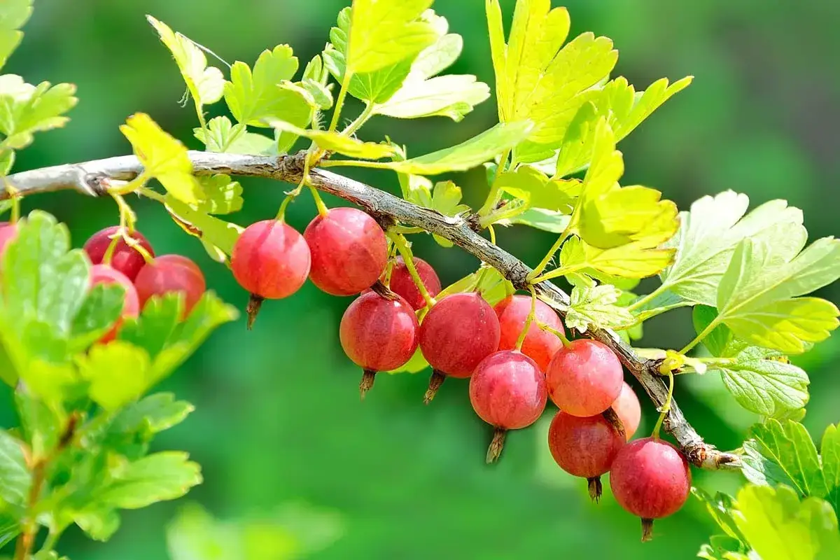 Rote Stachelbeeren hängen reif an einem Ast. Verschiedene Stachelbeere Sorten bieten süße und saure Früchte für jeden Geschmack.