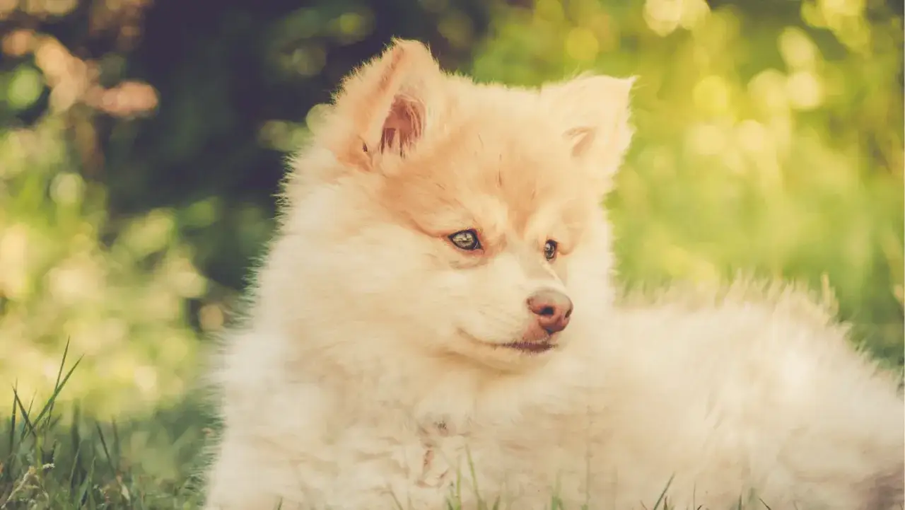 Uroczy szczeniak fiński lapphund leży na trawie, z zaciekawieniem obserwując otoczenie.