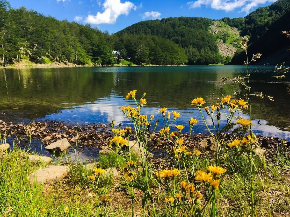 Fiori gialli in primo piano sul **lago Santo Modenese**, con montagne boscose e cielo azzurro sullo sfondo.
