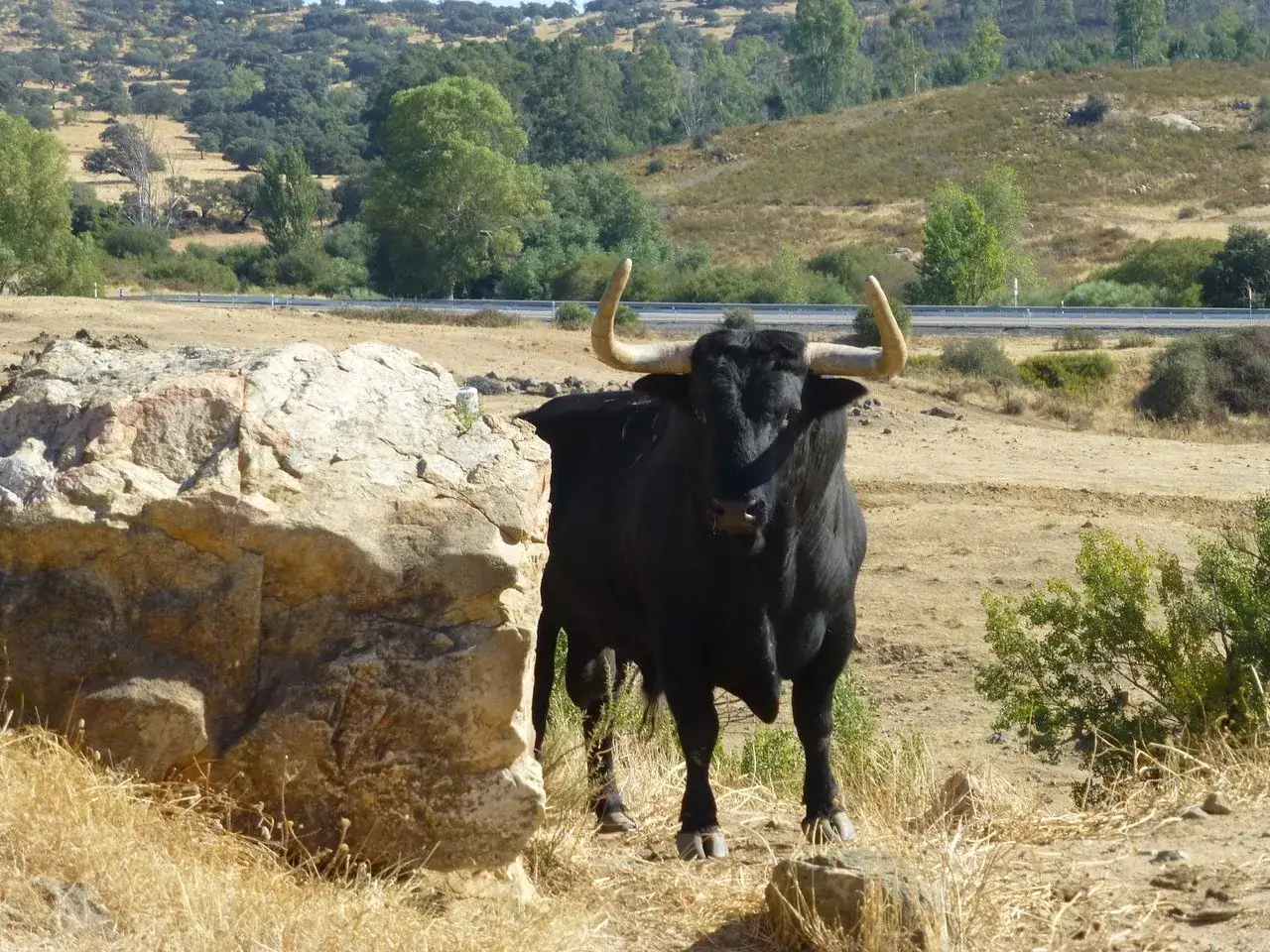 Toro negro imponente en un campo &aacute;rido, listo para la ganader&iacute;a el torero.