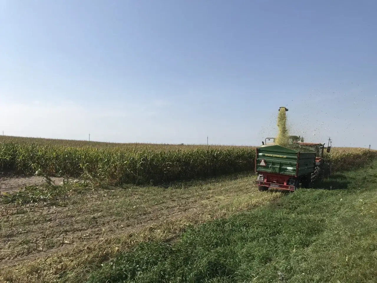 Kombajn zbiera kukurydzę baobi, która jest ładowana do przyczepy. W tle rozciąga się pole kukurydzy.