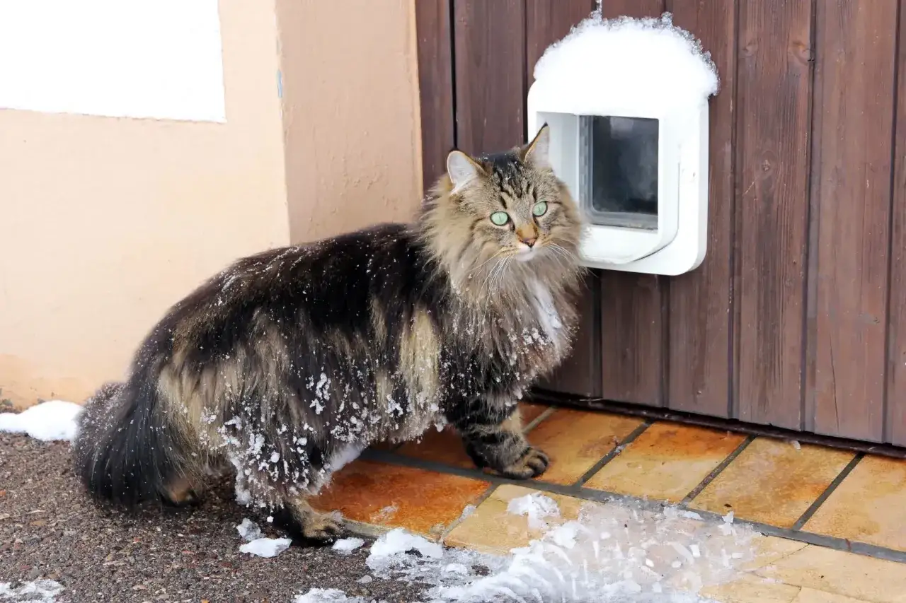 Langhaarige Katze mit Schneeflocken im Fell steht vor einer Katzenklappe, die in eine Holzt&uuml;r eingebaut wurde.