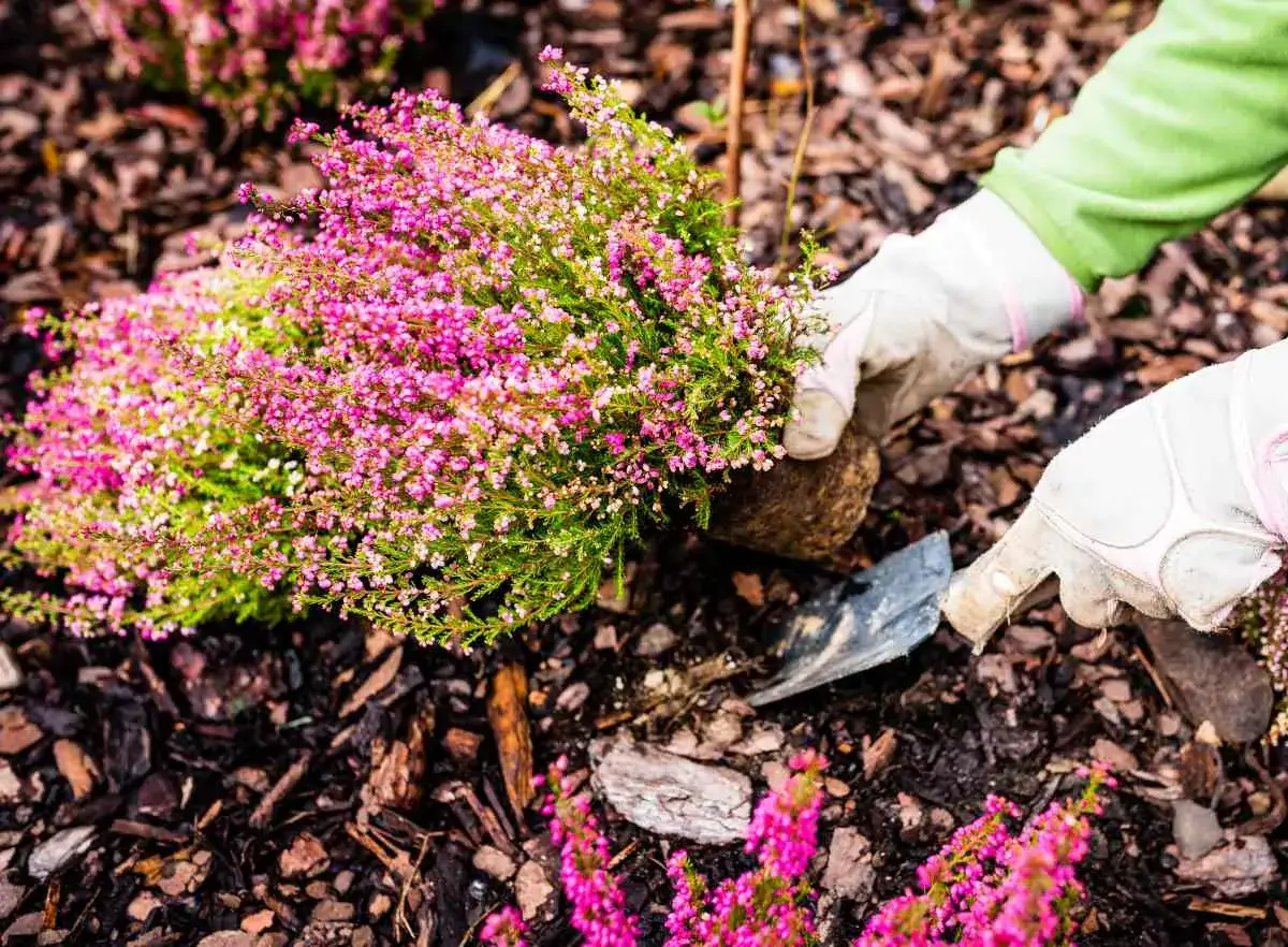 Mains gant&eacute;es plantant un arbre &agrave; myrtille, ses petites fleurs roses se m&ecirc;lant &agrave; la bruy&egrave;re.