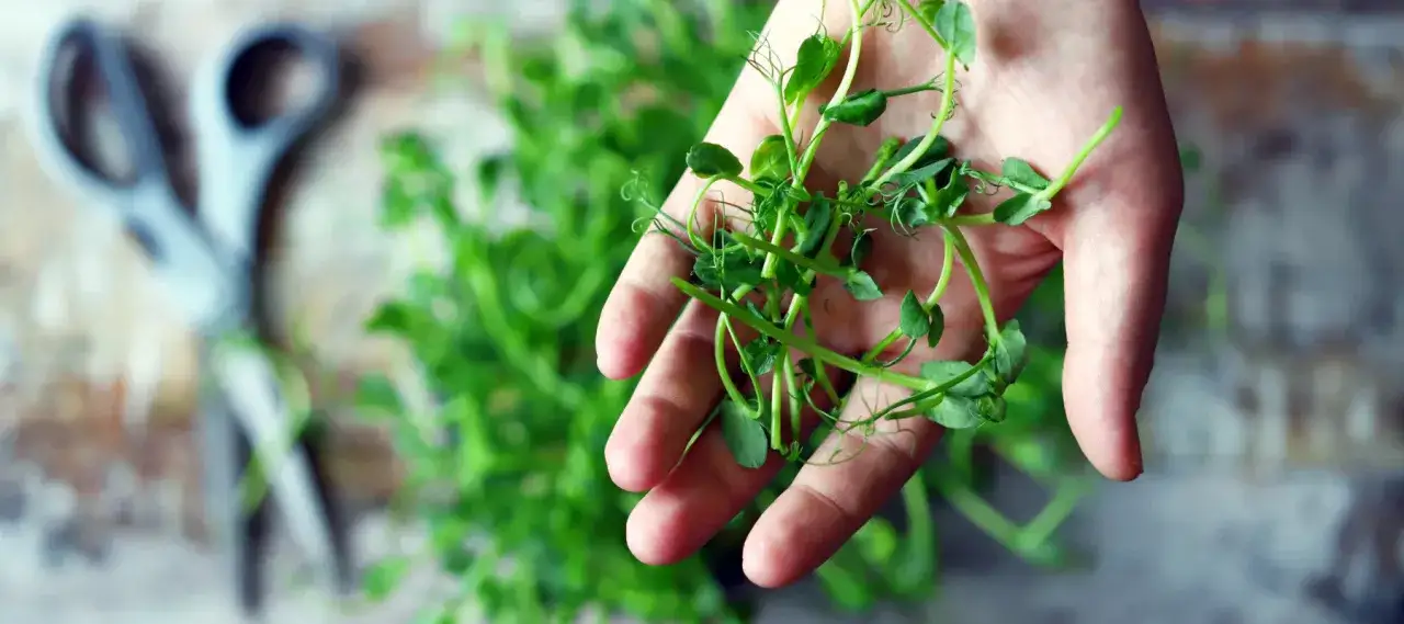 Frische Ernte: zarte Sprossen in der Hand, bereit zum Ernten. So einfach ist es, microgreens anbauen. Schere im Hintergrund.