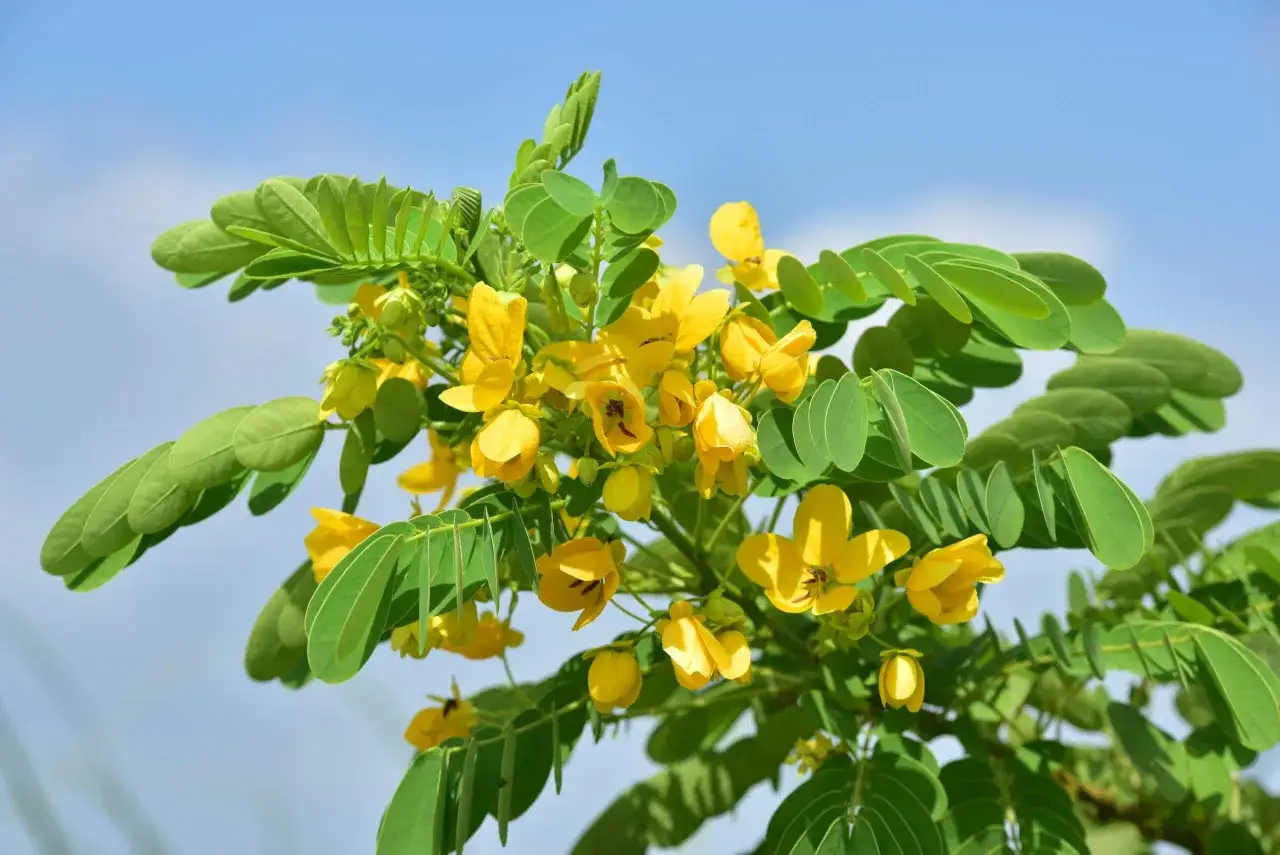 Grappe de fleurs jaunes et feuilles vertes sous un ciel bleu. Attention, la feuille de séné peut être dangereuse si mal utilisée.