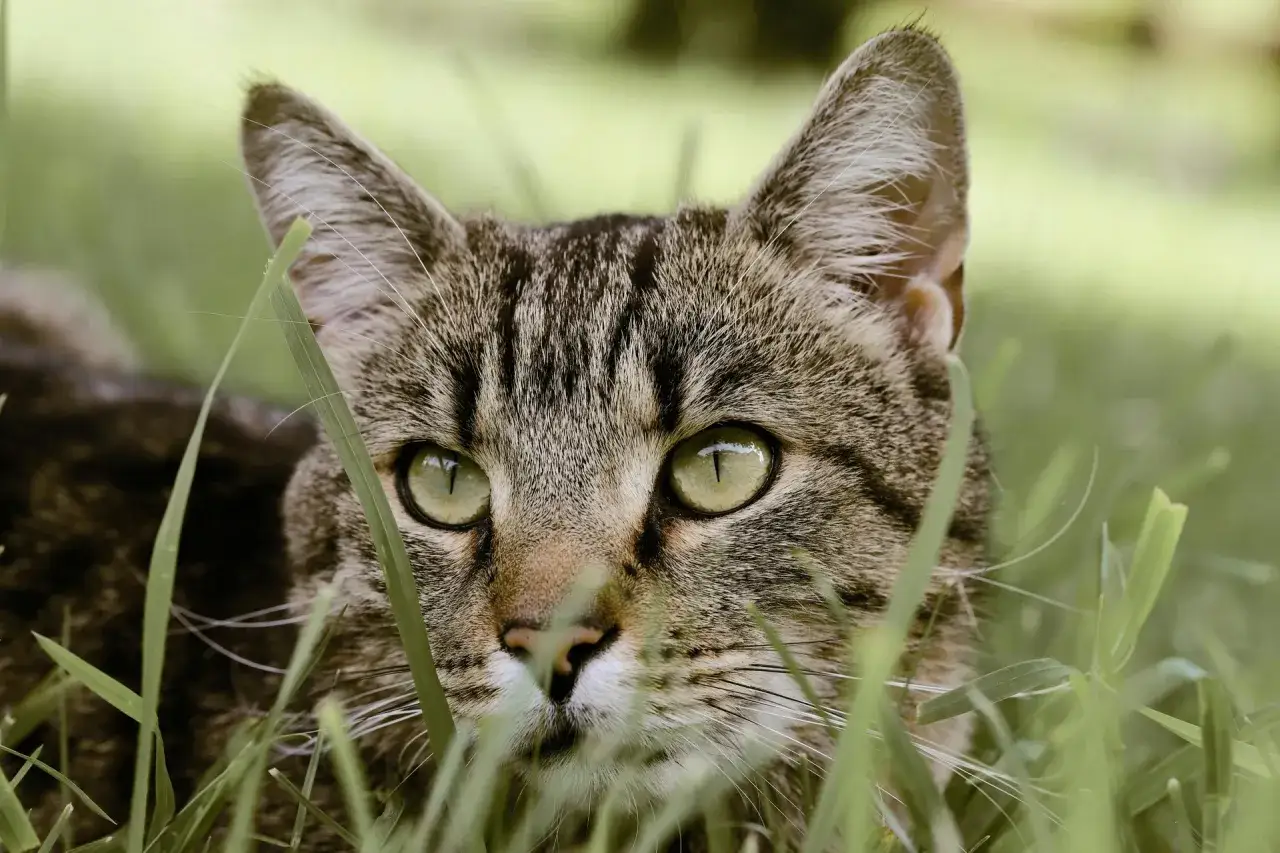 En katt kikar fram ur gr&auml;set, dess gr&ouml;na &ouml;gon lyser. Kanske funderar den p&aring; utekatt regler.