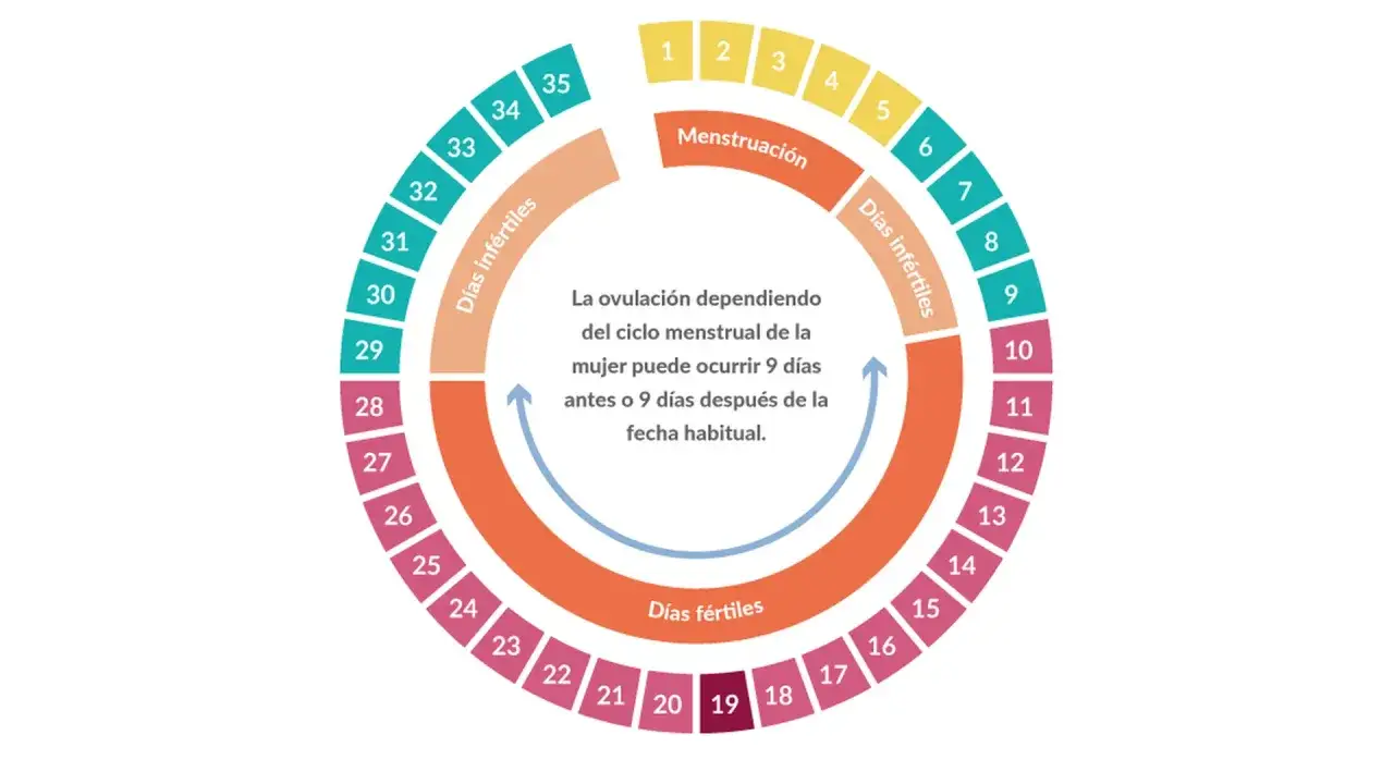 Diagrama del ciclo menstrual femenino, mostrando d&iacute;as f&eacute;rtiles, inf&eacute;rtiles y menstruaci&oacute;n. Explica por qu&eacute; me viene la regla un mes s&iacute; y otro no.