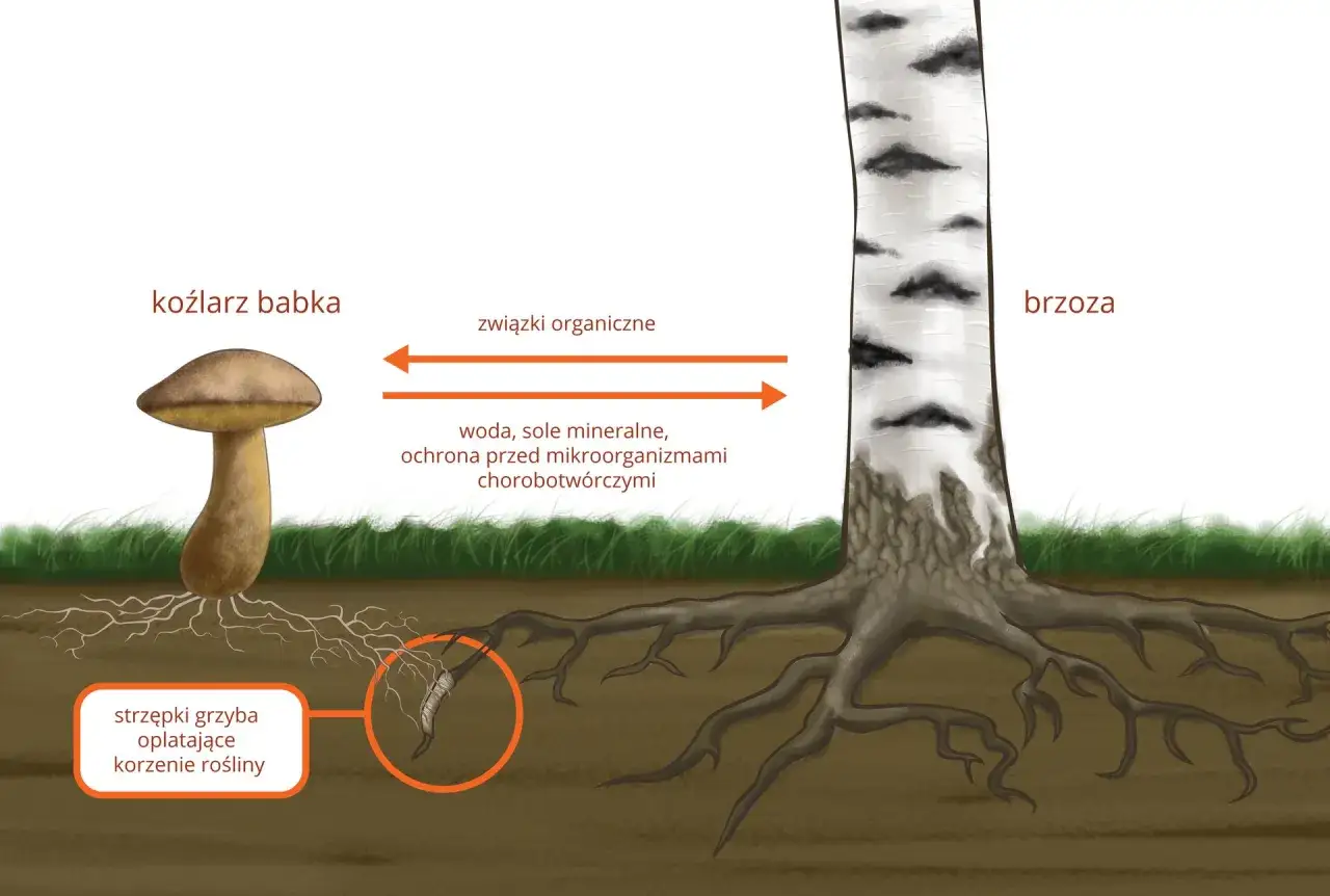Ilustracja przedstawia **mutualizm** między grzybem koźlarzem babką a korzeniami brzozy. Grzyb dostarcza roślinie wodę, sole mineralne i ochronę, a w zamian otrzymuje związki organiczne.
