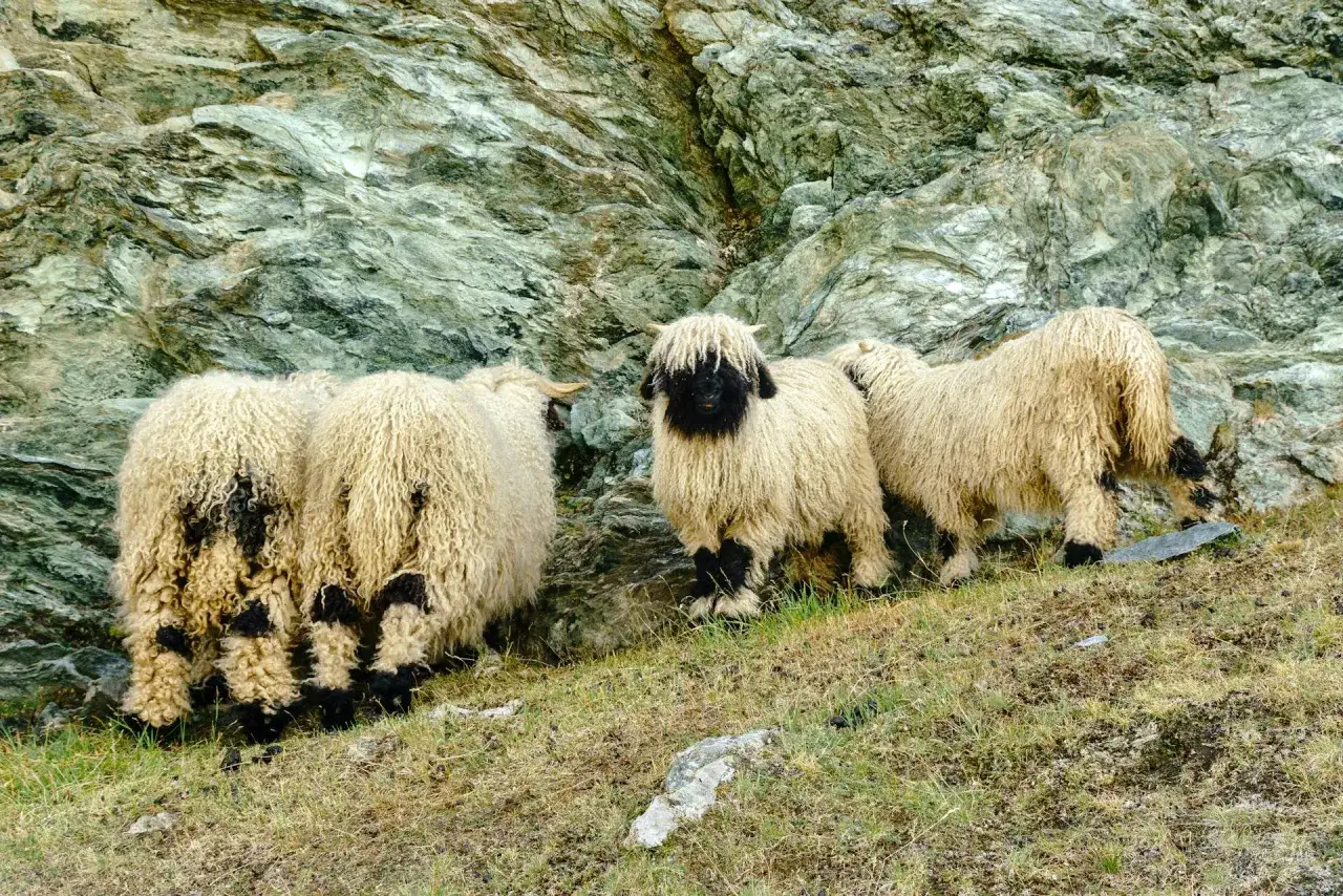 Un groupe de moutons nains sans tonte, au pelage épais et crépu, se tient près d'une paroi rocheuse.