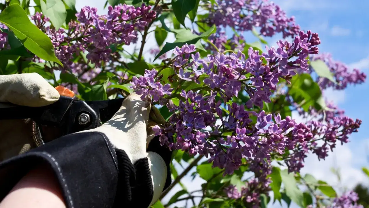 Gärtner schneidet blühenden Flieder als Hecke. Die lila Blüten duften herrlich im Sonnenschein.
