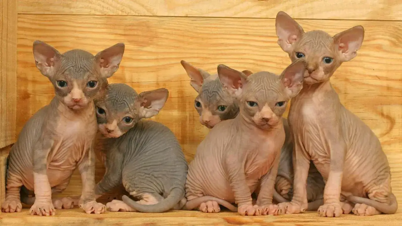Cinq chatons égyptiens sans poil, aux grandes oreilles et aux plis de peau, posent sur un fond en bois.
