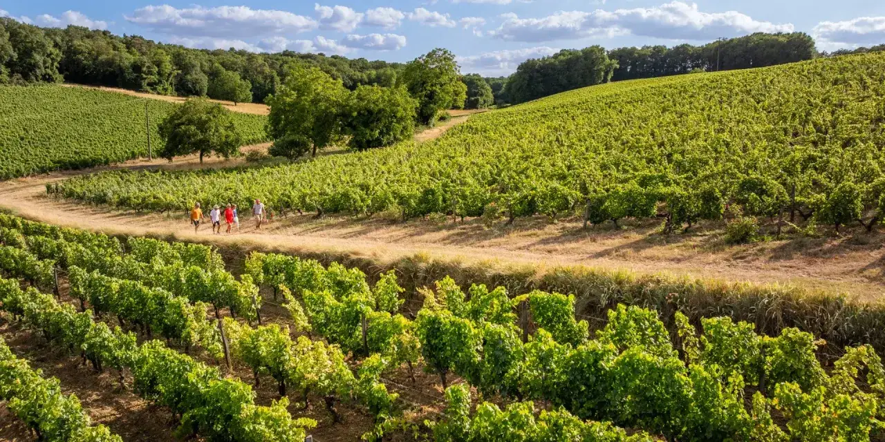 Un vignoble verdoyant sous un ciel bleu, o&ugrave; des promeneurs d&eacute;couvrent les c&eacute;pages, peut-&ecirc;tre du cabernet franc, qui prosp&egrave;rent sur les collines.