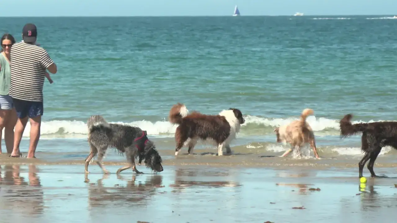Des chiens s'amusent sur une plage dog friendly, avec des vagues douces et un voilier au loin.