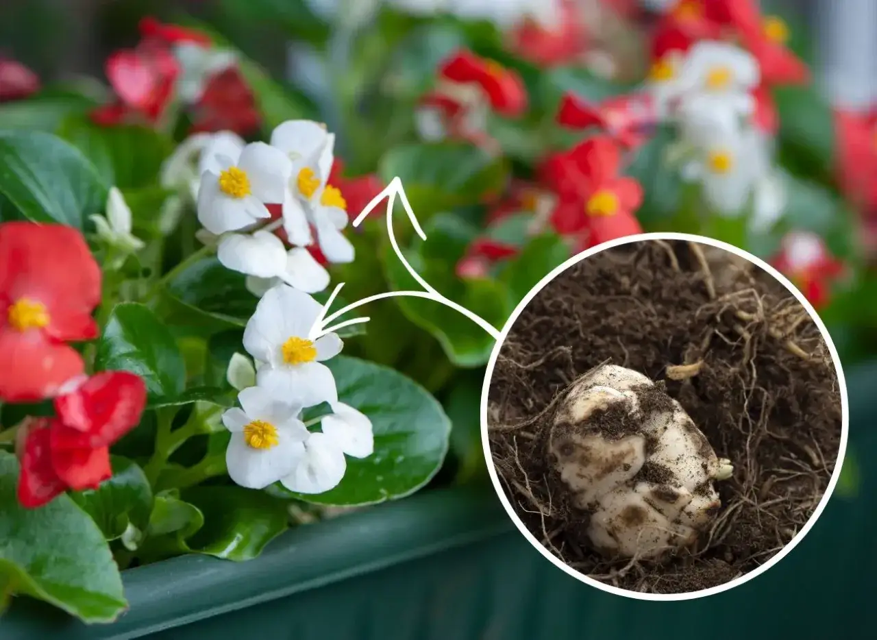 Kwiaty begonii i bulwa. Czy begonia jest wieloletnia? Z bulwy odrośnie wiosną.