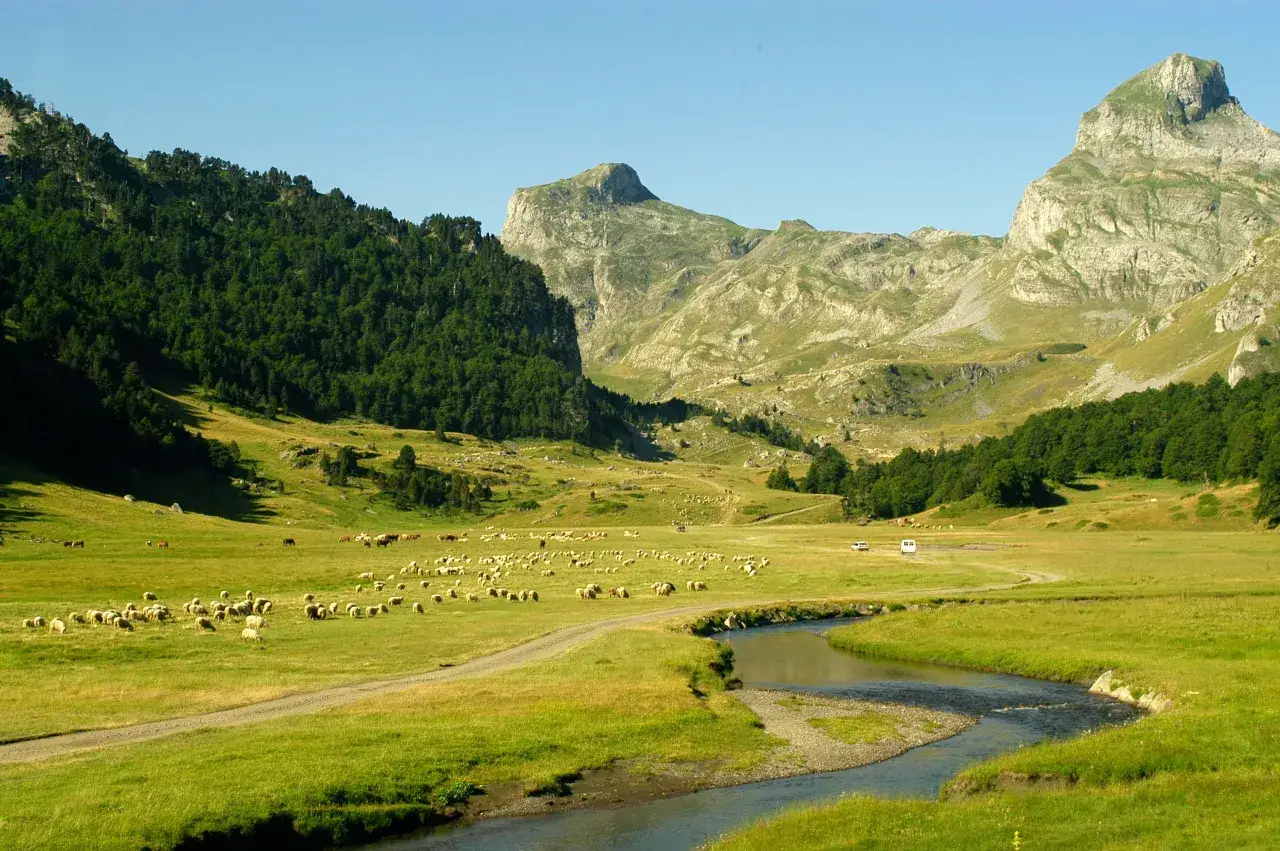 Un rebaño de ovejas pasta en un prado verde junto a un río, con montañas boscosas y rocosas de fondo. El ibon de Ayous es un paraíso natural.