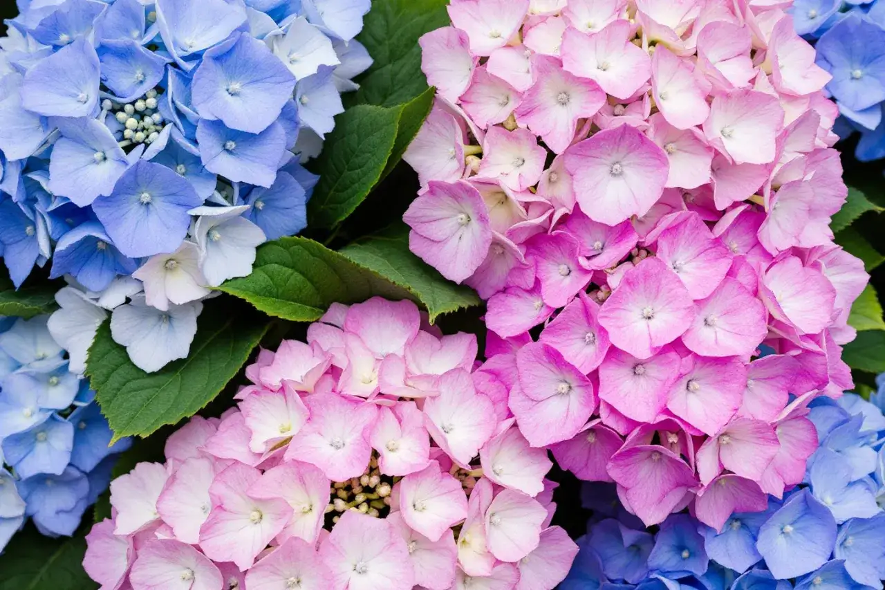 Des hortensias bleues et roses, des fleurs d'Hortense, se déploient en grappes luxuriantes, leurs pétales délicats formant un tableau printanier.