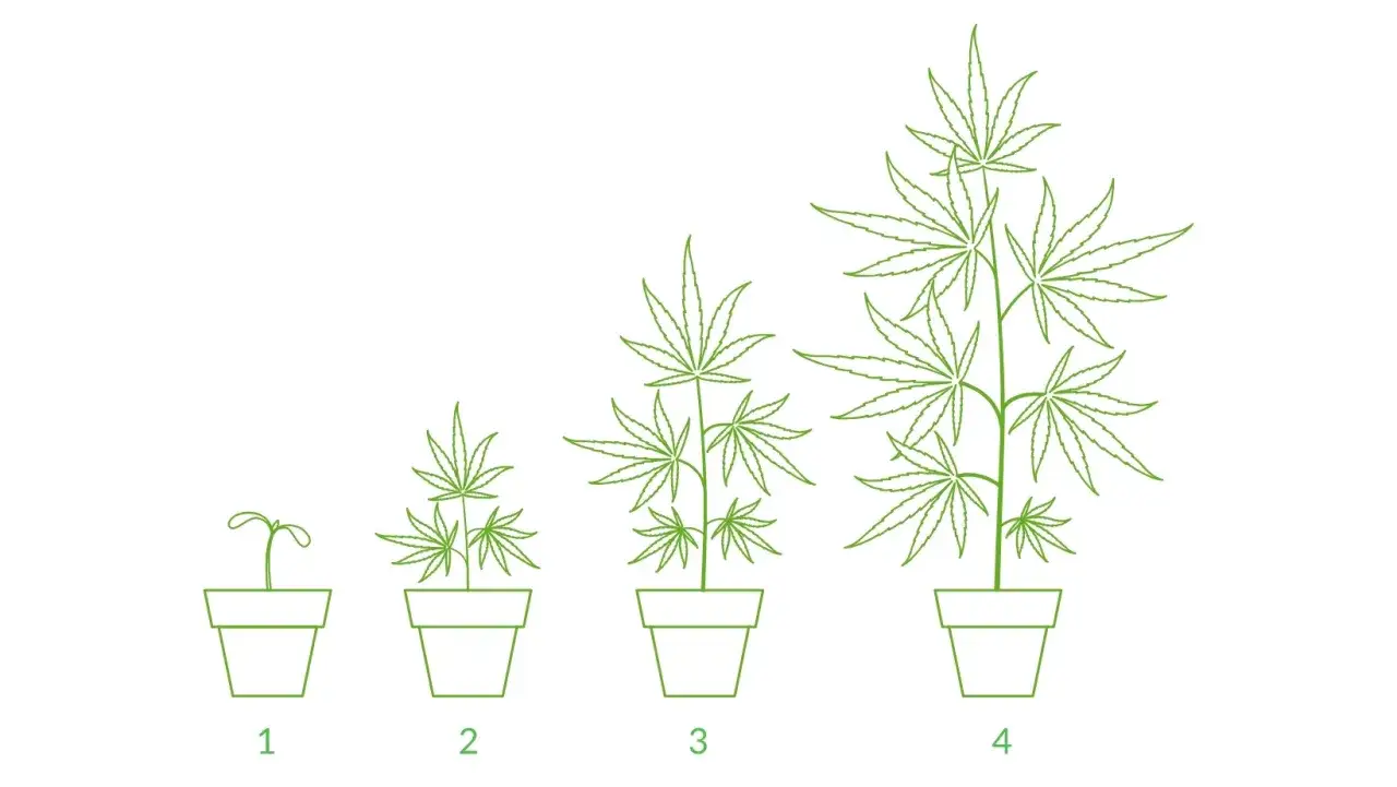 Marihuana cykl wzrostu od nasiona do zbioru