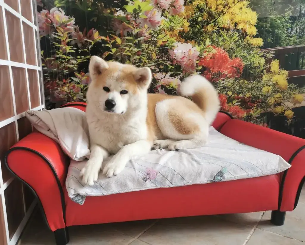 Zdjęcie Akita inu pies czy suka – które lepiej pasują do twojego stylu życia?